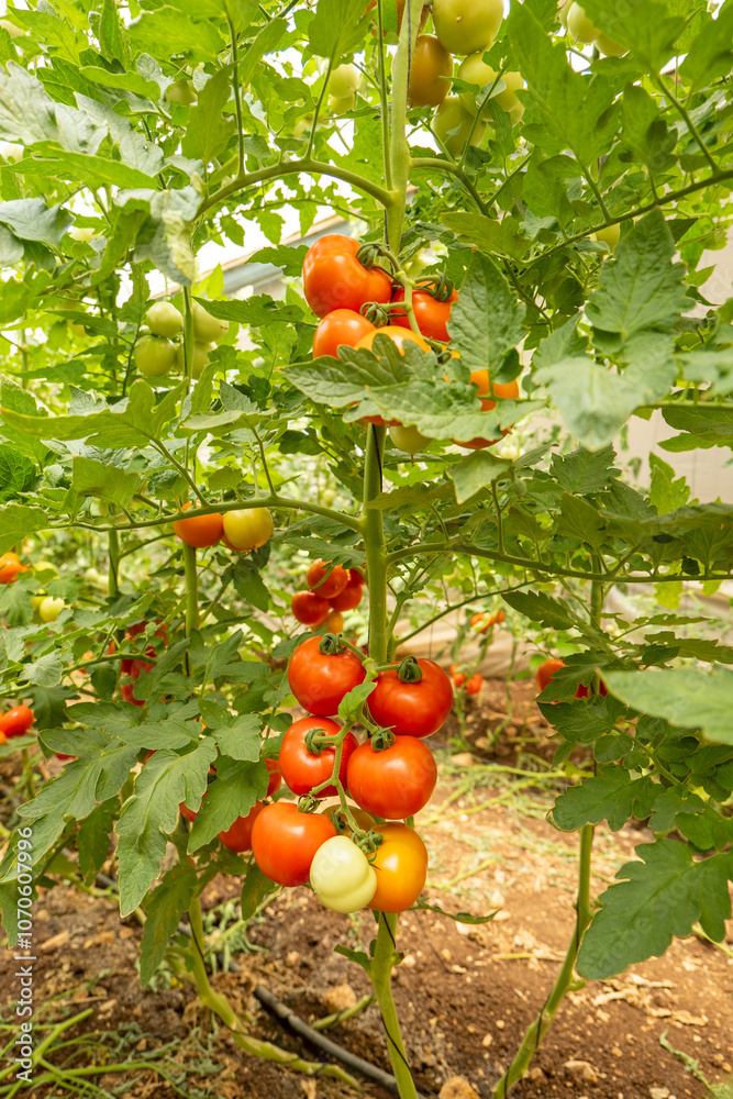 Close-up of a Cluster of Ripe Red Tomatoes (Solanum lycopersicum) in the Green House