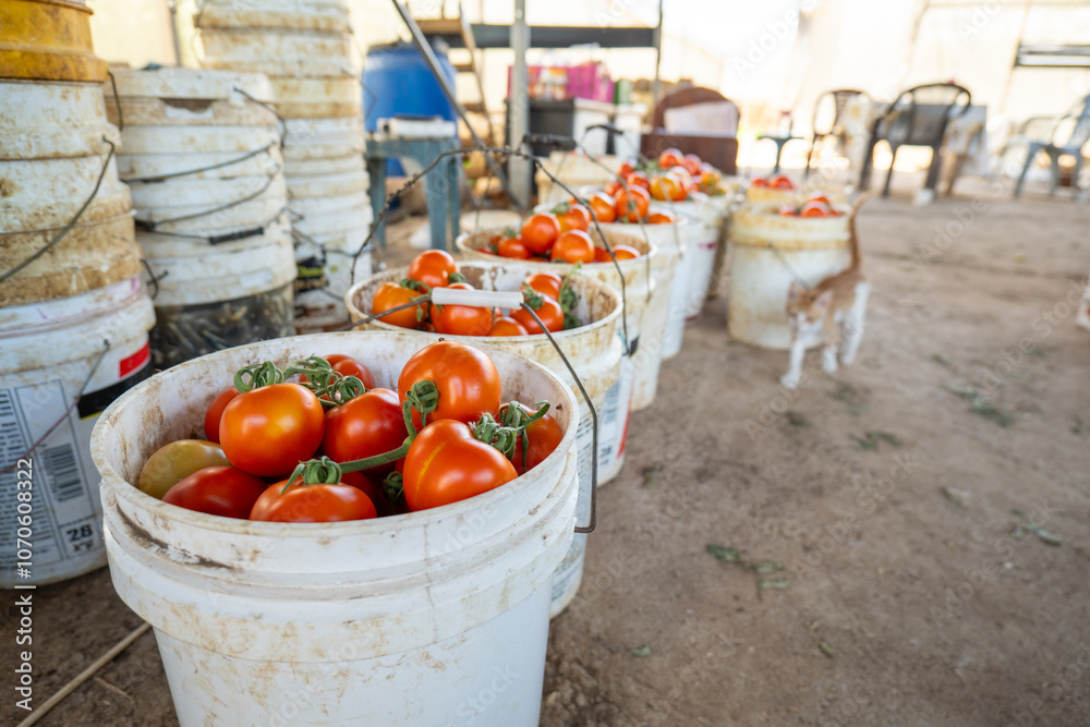 White and Beige Kitten Walks by a Bunch of Big White Buckets Full of Big Red Tomatoes