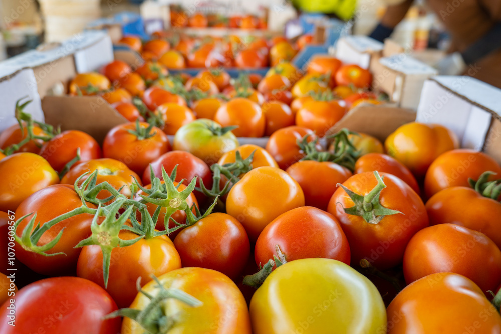 Big White Boxes Full of Red, Orange, and Yellow Tomatoes Freshly Harvested in Wide Angle View