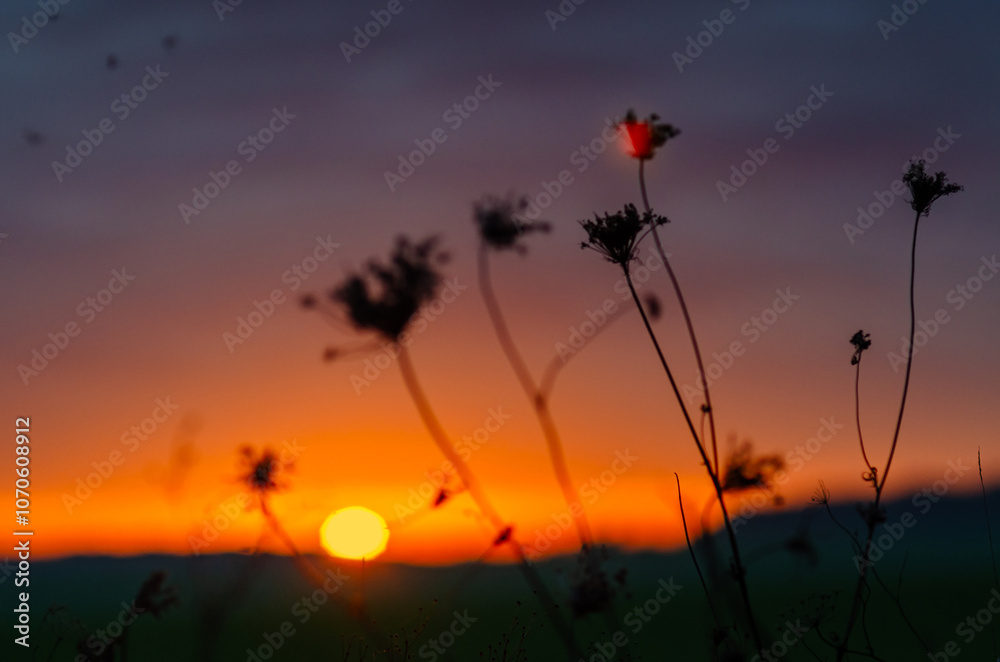 Sunset scene on field with dry flowers and insects in autumn. Selective focus. Blurred background. Sunset scene on field with dry flowers and insects in autumn. Selective focus. Blurred background.