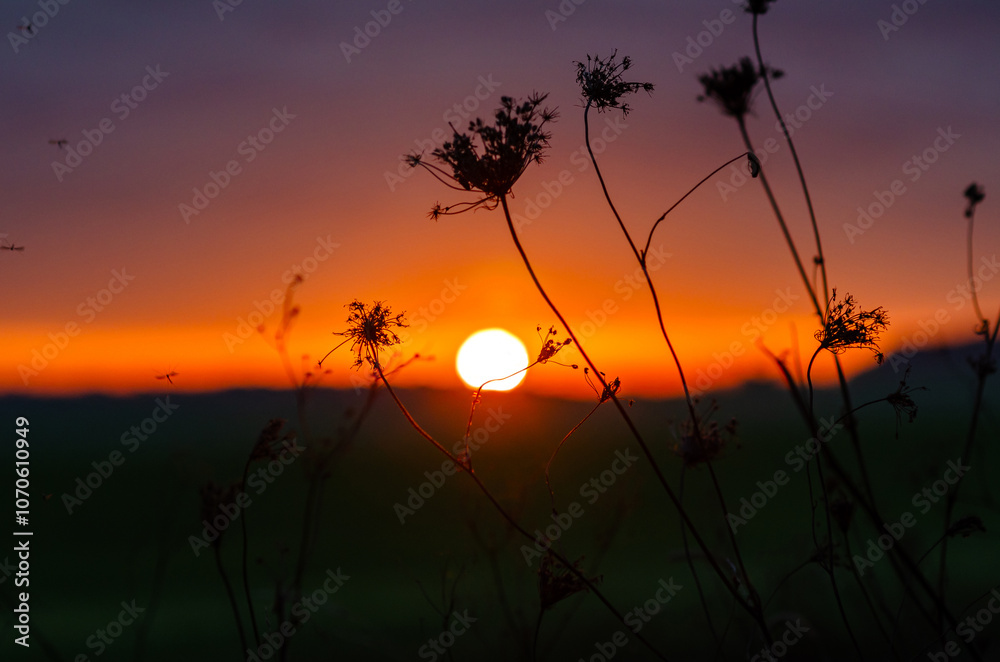 Insects fly near inflorescence of dry herbs in meadow against orange-purple sunset. Selective focus. Insects fly near inflorescence of dry herbs in meadow against orange-purple sunset. Selective focus.