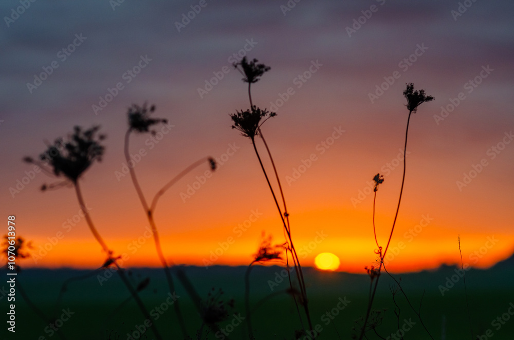 Darkened dry grass on meadow. Violet-orange sunset light on horizon. Blurred sunset background. Darkened dry grass on meadow. Violet-orange sunset light on horizon. Blurred sunset background.