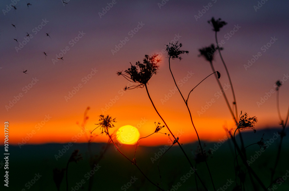 Insects fly near inflorescence of dry herbs in meadow against orange-purple sunset. Selective focus. Insects fly near inflorescence of dry herbs in meadow against orange-purple sunset. Selective focus.