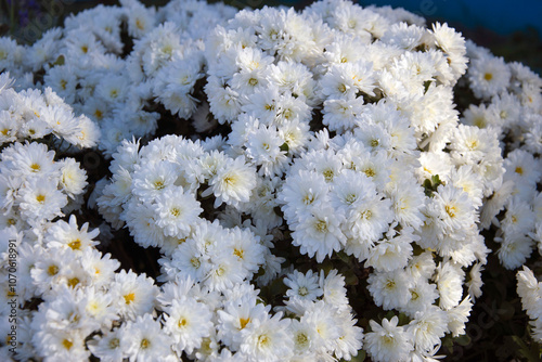 A beautiful white chrysanthemum bush blooming in autumn.