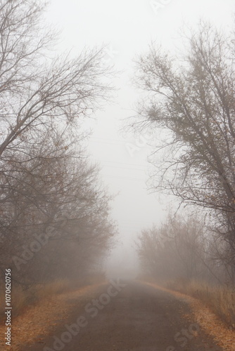autumn trees in fog 