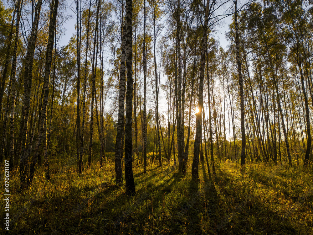 Birch grove with golden leaves in golden autumn, illuminated by the sun at sunset or dawn. Birch grove with golden leaves in golden autumn, illuminated by the sun at sunset or dawn.