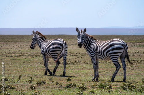 Zebra looking back, Serengeti National Park