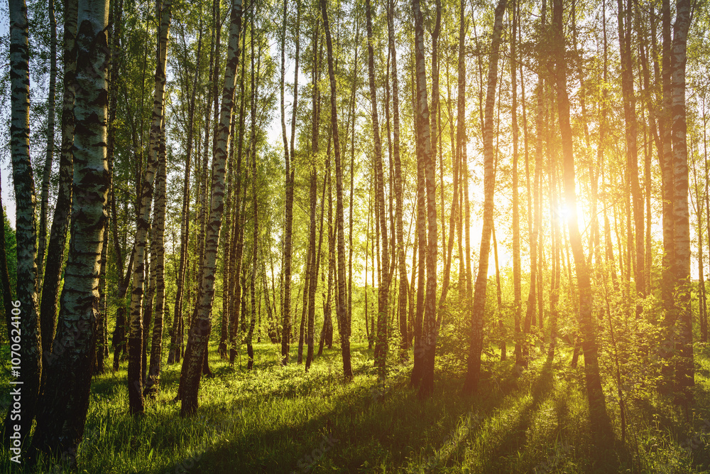 Fototapeta premium Grove of birches with young green leaves at sunset or sunrise in spring or summer. Vintage film aesthetic.