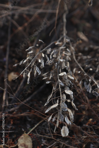 autumn dried branch of grass