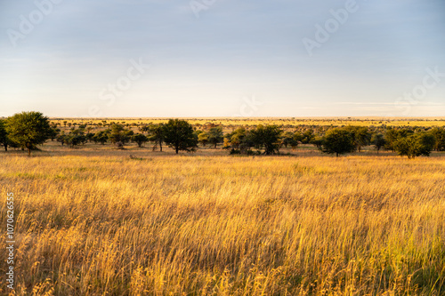 Golden hour in the savannah, Serengeti National Park