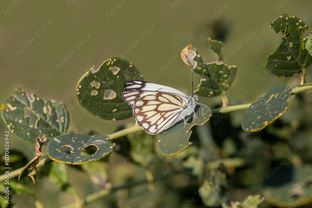 White Pioneer butterfly (Belenois aurota)