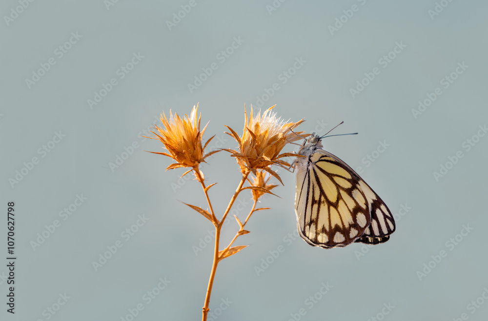 White Pioneer butterfly (Belenois aurota)
