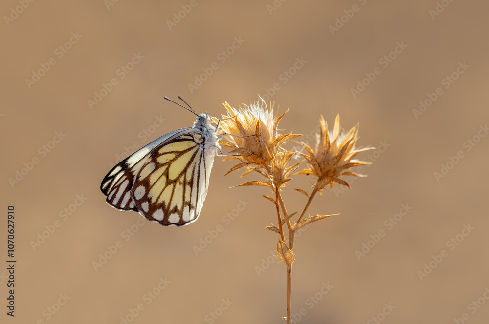 White Pioneer butterfly (Belenois aurota)