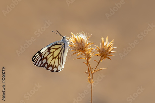 Obraz na płótnie White Pioneer butterfly (Belenois aurota) w salonie