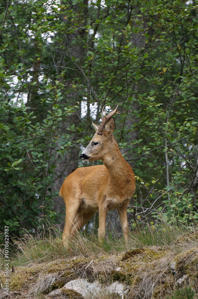 deer in the woods