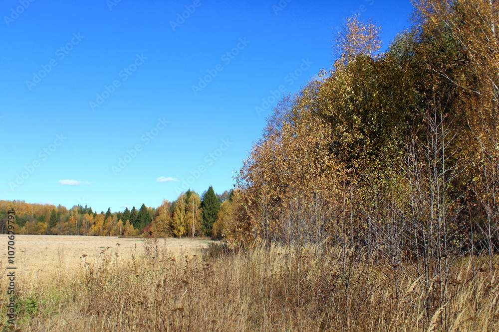 Autumn landscape, plowed field on the edge of the forest on a sunny clear day. Autumn landscape, plowed field on the edge of the forest on a sunny clear day.