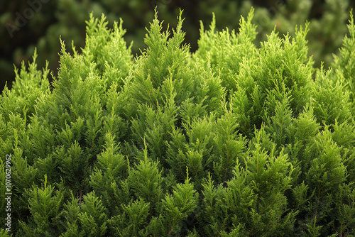 Green cypress bush in the garden, Close up shot fir tree in backyard garden, Light green plant bush in public park.