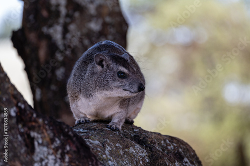 Tree Hyrax, Serengeti National Park photo