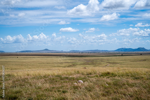 Fototapeta Naklejka Na Ścianę i Meble -  The savannah, Serengeti National Park