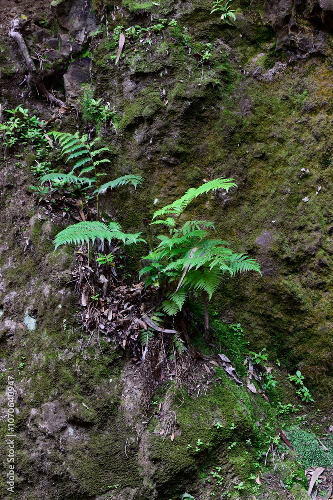 Fototapeta premium FLORESTA VERDEJANTE
