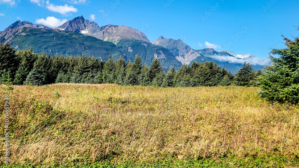Fototapeta premium meadow in the summer