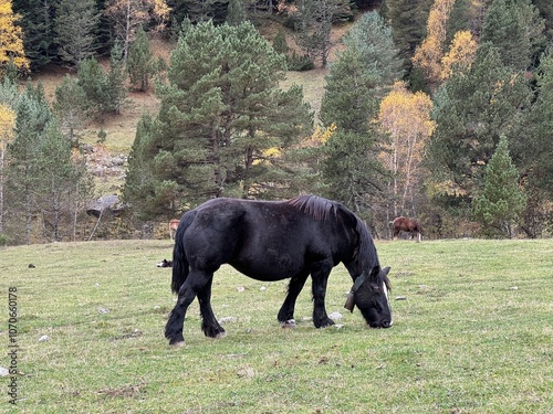 Ganado de montaña en Pirineos