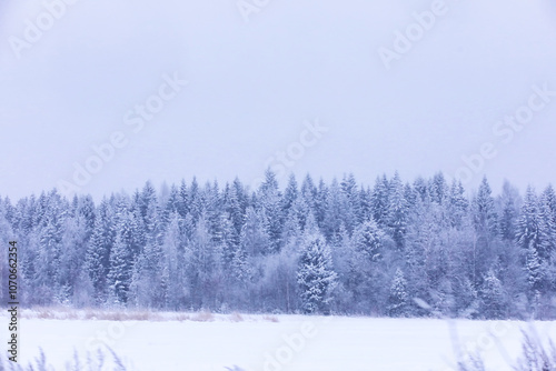 The forest is covered with snow. Frost and snowfall in the park. Winter snowy frosty landscape.