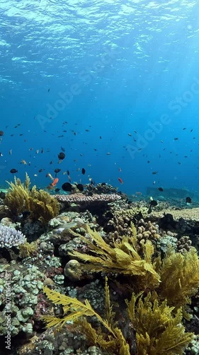 Wallpaper Mural Underwater world of Tulamben, Bali, Indonesia. Sea life in 4k.  Torontodigital.ca