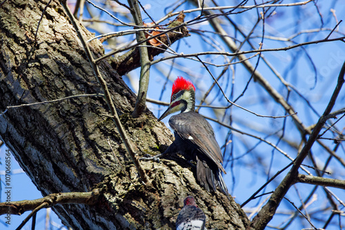 The pileated woodpecker.The bird native to North America.Currently the largest woodpecker in the United States after the critically endangered and possibly extinct ivory woodpeck photo