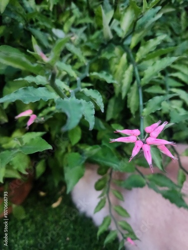 A Lucky Bird plant in bloom, displaying delicate pink flowers. The vibrant blossoms symbolize good fortune and beauty, offering an enchanting display of color amidst lush green leaves. photo