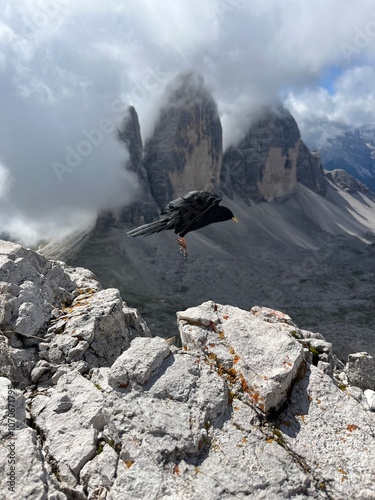 Alpenkrähe fliegt über die Dolomiten – Dramatische Felsformationen, Nebel und alpine Wildnis in Südtirol, Italien photo