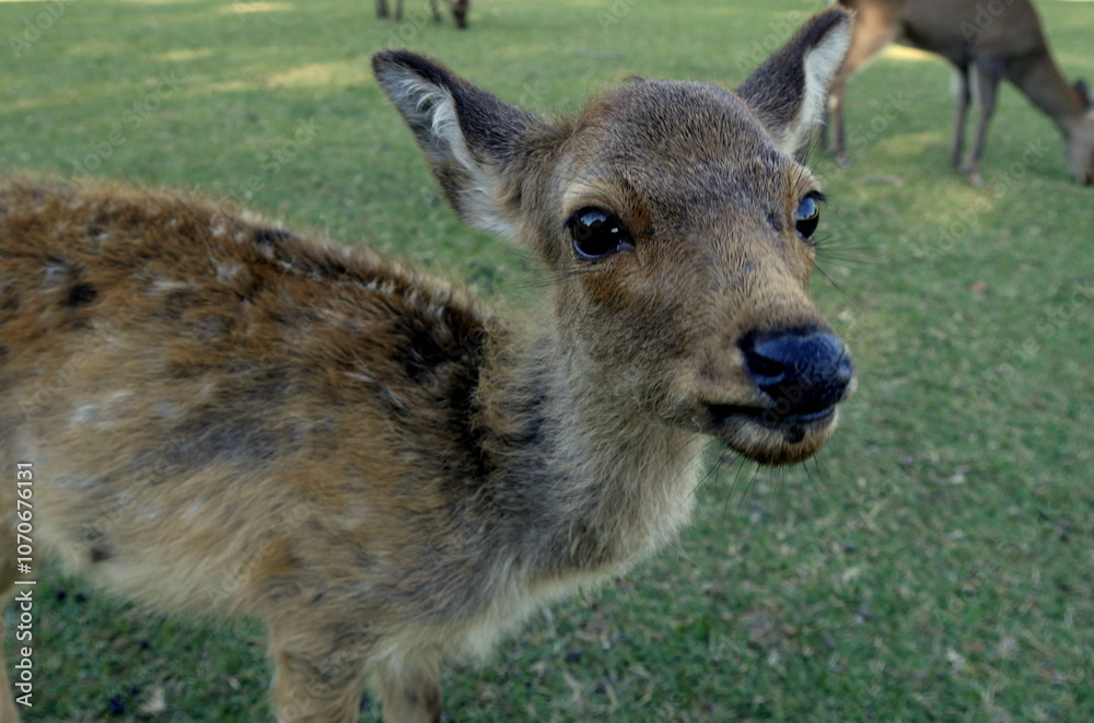 A young sika deer in Nara park, in Japan, curious and asking for food in outdoor park. A young sika deer in Nara park, in Japan, curious and asking for food in outdoor park.