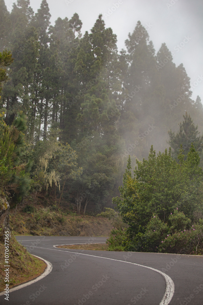 Fototapeta premium road through pine forest in foggy mountains.