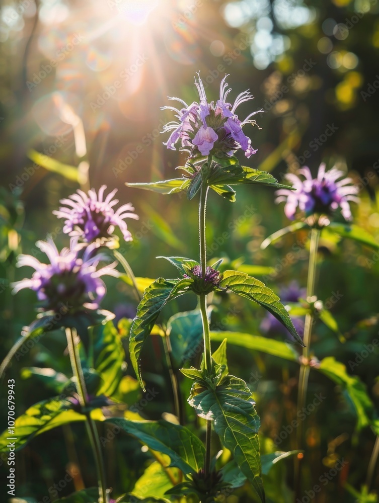 Fototapeta premium Field of Purple Flowers