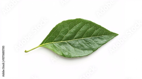 Single Green Leaf on White: A Study in Botanical Simplicity