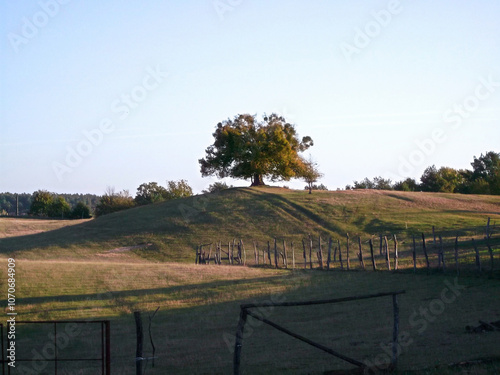 Obraz na płótnie Eine Linde auf dem Hügel in der Uckermark w salonie