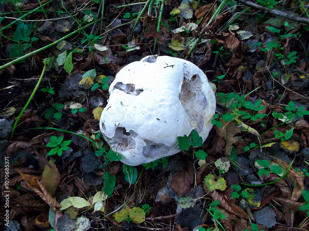 Ein Riesenbovist in einem Wald