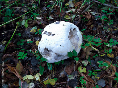 Obraz na płótnie Ein Riesenbovist in einem Wald w salonie