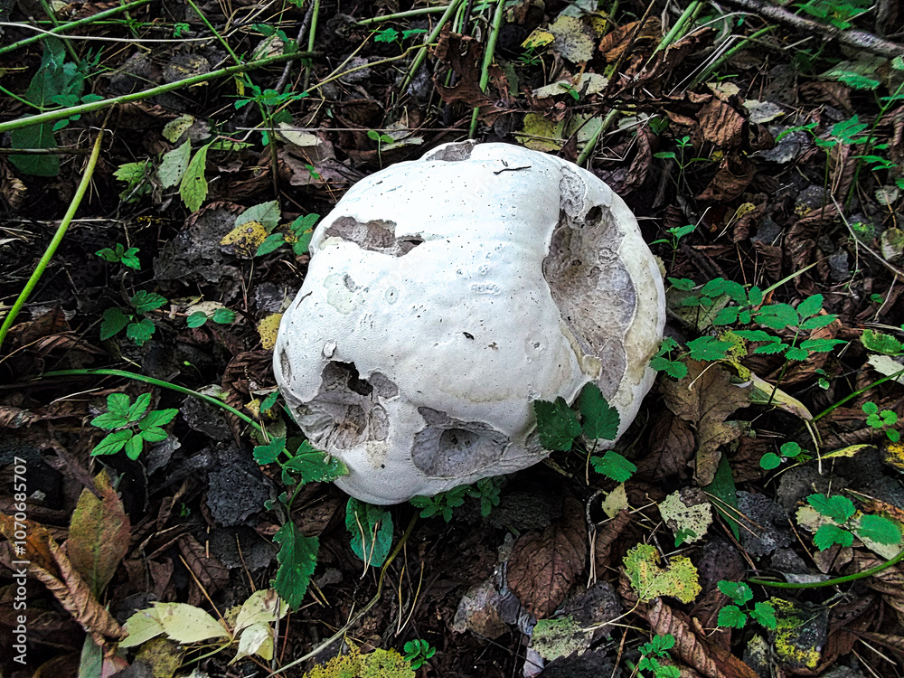 Ein Riesenbovist in einem Wald
