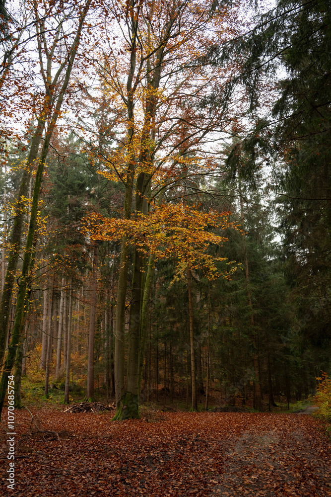 Fototapeta premium Deutscher Wald in High Resulution (Pixelshift Nikon Z6 III)