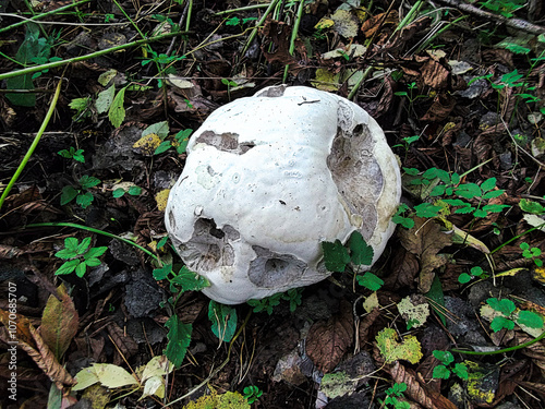 Obraz na płótnie Ein Riesenbovist in einem Wald w salonie