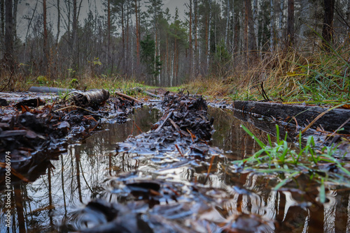 Mud in the woods