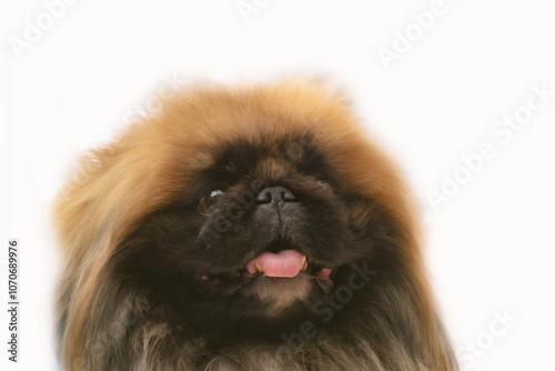 Wallpaper Mural Pekingese portrait close up on white background Torontodigital.ca