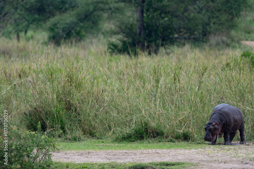 Hippo pool in Serengeti National Park, Tanzania photo