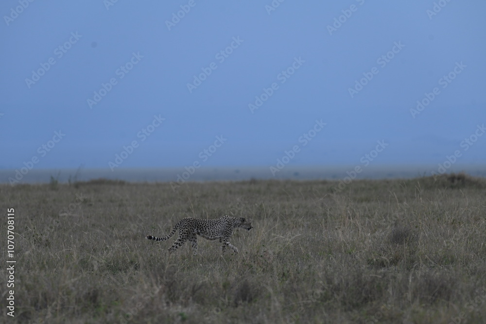 Cheetah in Serengeti National Park, Tanzania Cheetah in Serengeti National Park, Tanzania