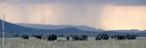 Elephants in Serengeti National Park, Tanzania