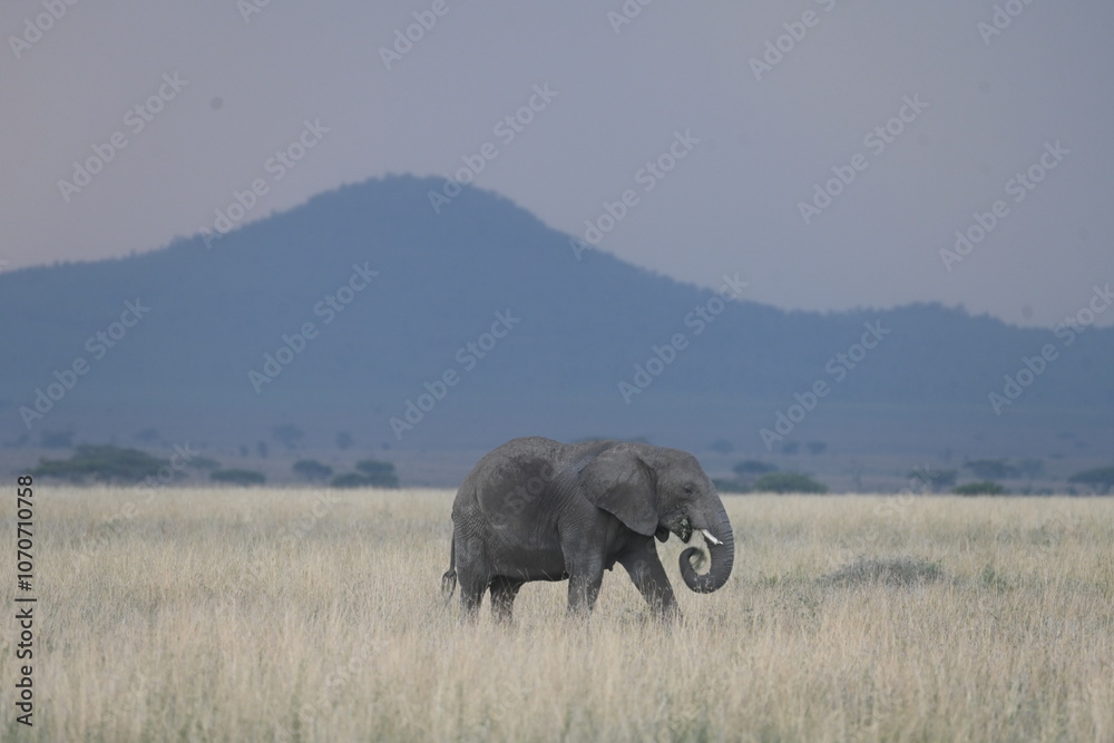 Fototapeta premium Elephants in Serengeti National Park, Tanzania