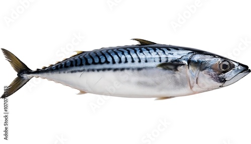 One isolated, fresh, raw sea bass fish on a white background