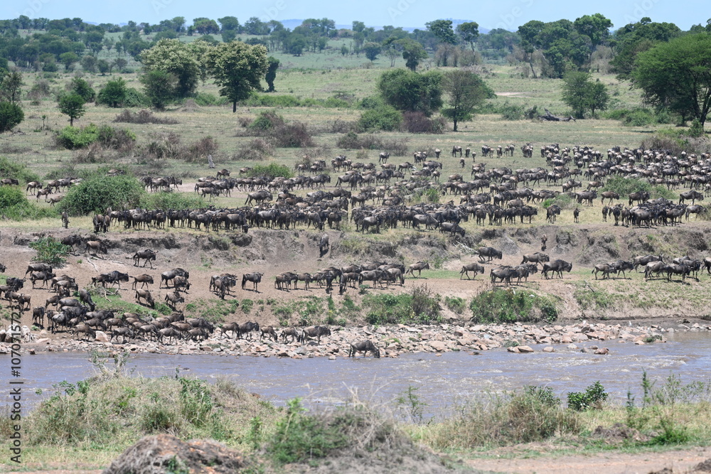 Fototapeta premium Serengeti Wildlife Wildebeast migration