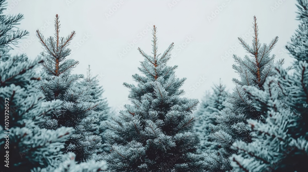 Winter Pine Trees in a Forest. Winter Pine Trees in a Forest.